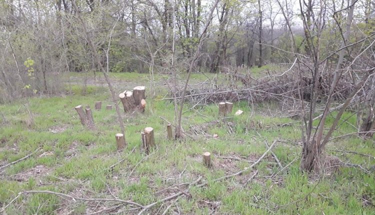 Неизвестные планомерно вырубают деревья в Запорожском районе