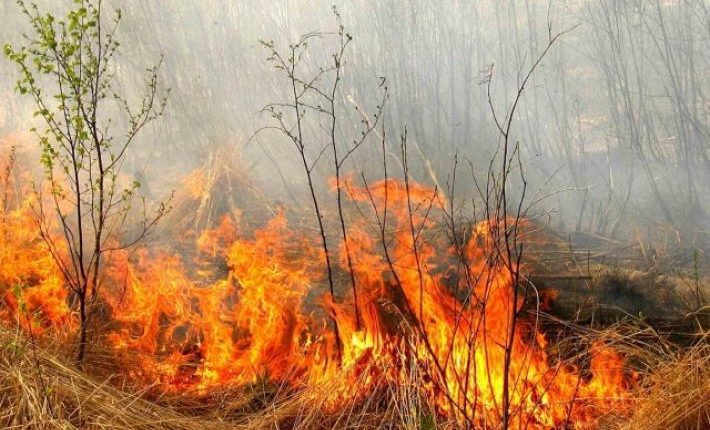 За прошедшие сутки в Запорожской области ликвидировано четыре пожара в экосистемах