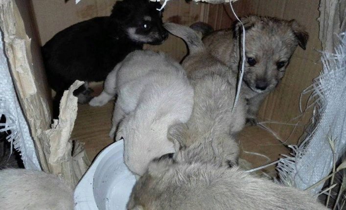 В Запорожской области неизвестные выбросили маленьких щенков в мусорный бак