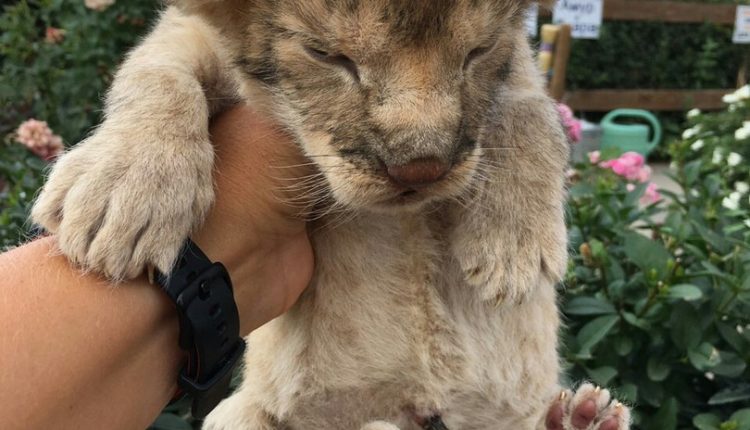 uwsaehotgo_5b69949bb131d