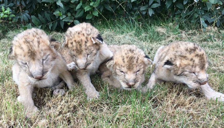 xf8ky46nn1u_5b69949cd4d18