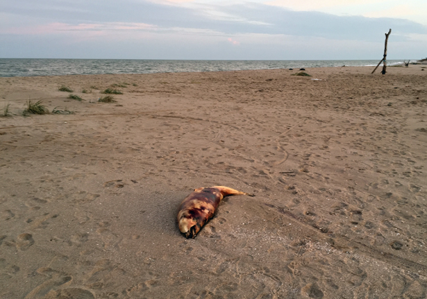 На берег выброшен грозою. Азовское море после шторма. Мертвые дельфины на берегу Азовского моря. На Азовском море выносит трупы. Азовское море выкинуло трупы.