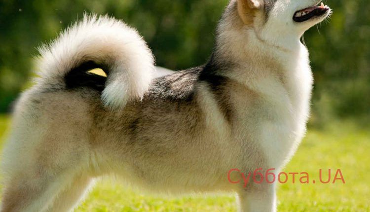 color-alaskan-malamute