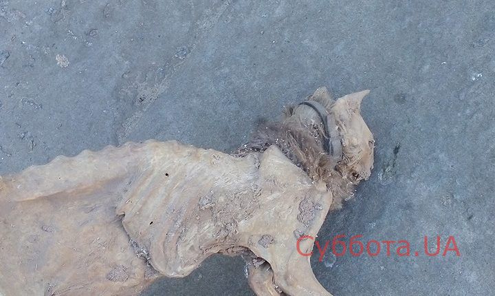 64222347_2527785487285826_567096022791094272_n