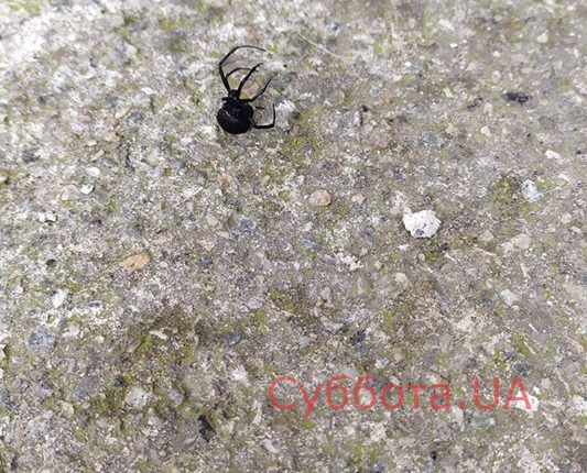 67200136_530555600818948_7657562389641953280_n