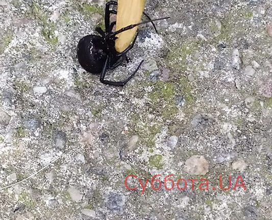 67312758_530555564152285_5512443503390490624_n