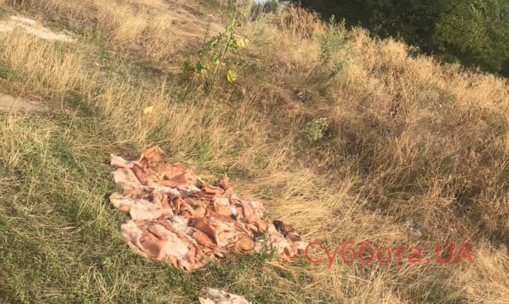 67562723_2487779404662238_1968579319315824640_n