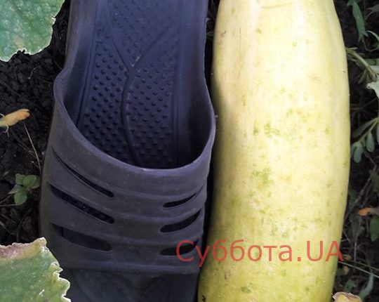 68343488_887509848290723_1610798802573197312_n