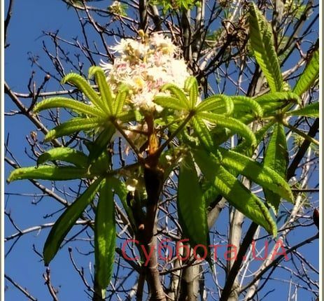 71822257_1335500233291911_8436382703644835840_n — копия