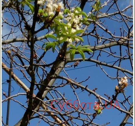 72348009_1335500103291924_8256178065021861888_n