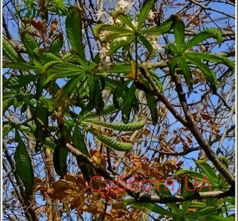 72367253_1335500236625244_7825912875578294272_n