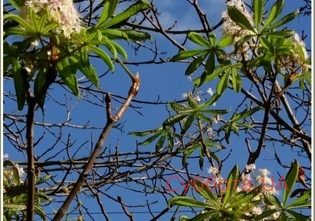 72458446_1335500203291914_3239315487703695360_n