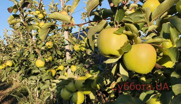 72640394_2213449428952610_3109899339867095040_n