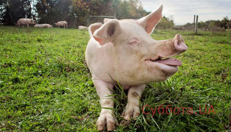 В Подмосковье сбежавшая с фермы свинья разорила несколько огородов