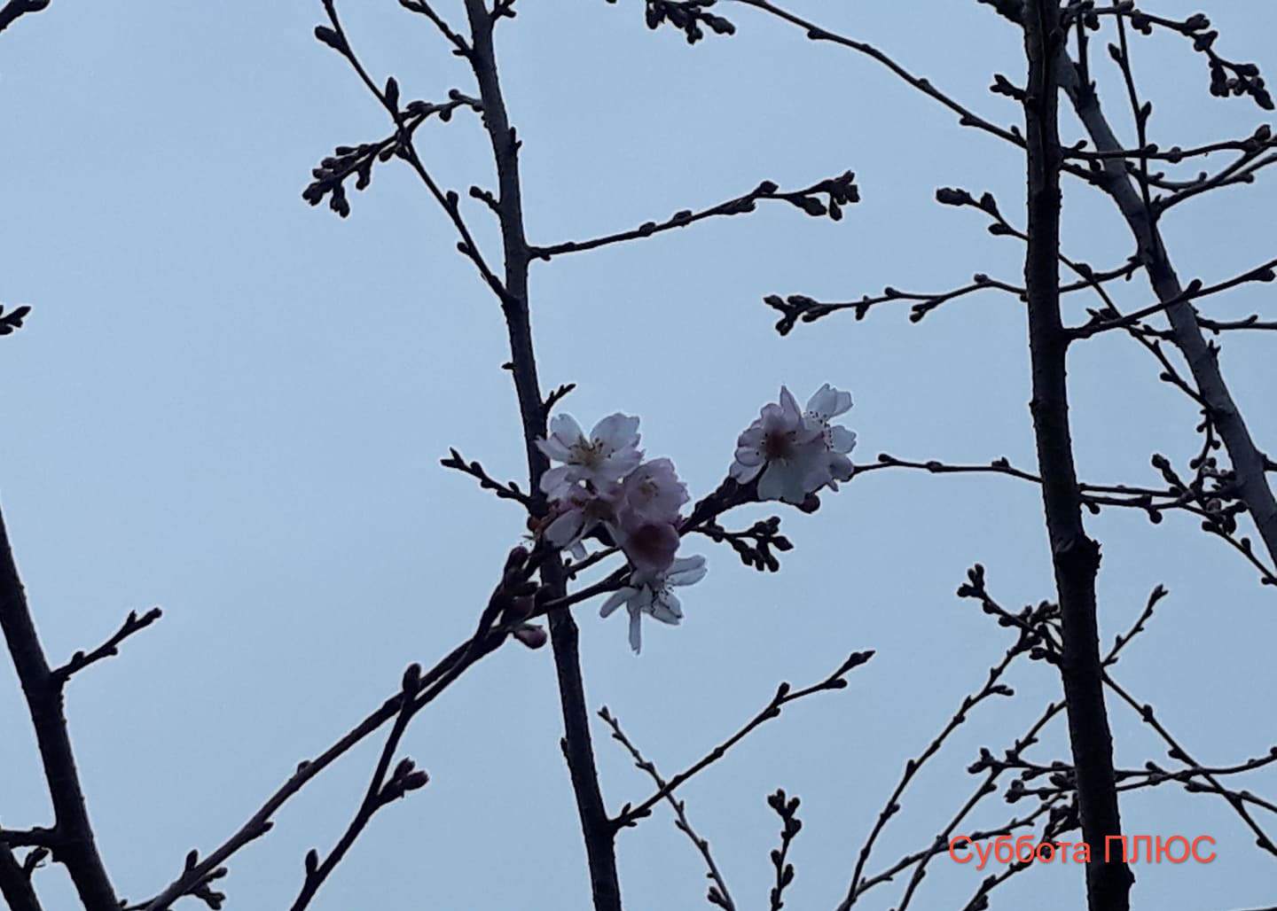 В Запорожье в парке в декабре расцвела сакура (фото)