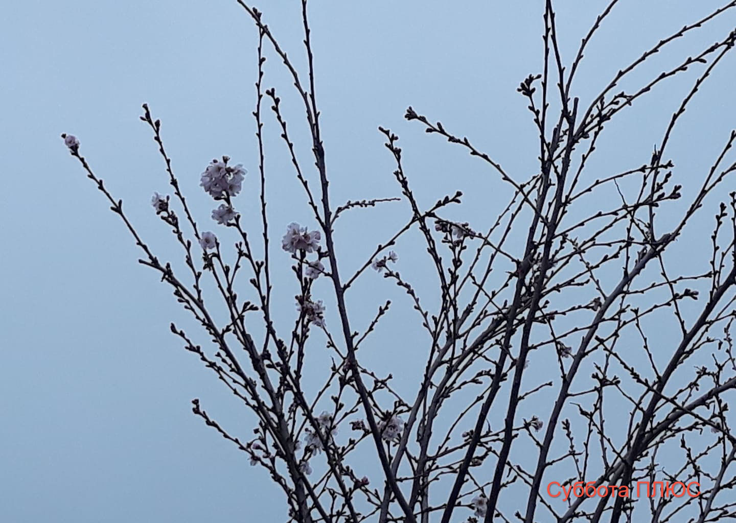 В Запорожье в парке в декабре расцвела сакура (фото)
