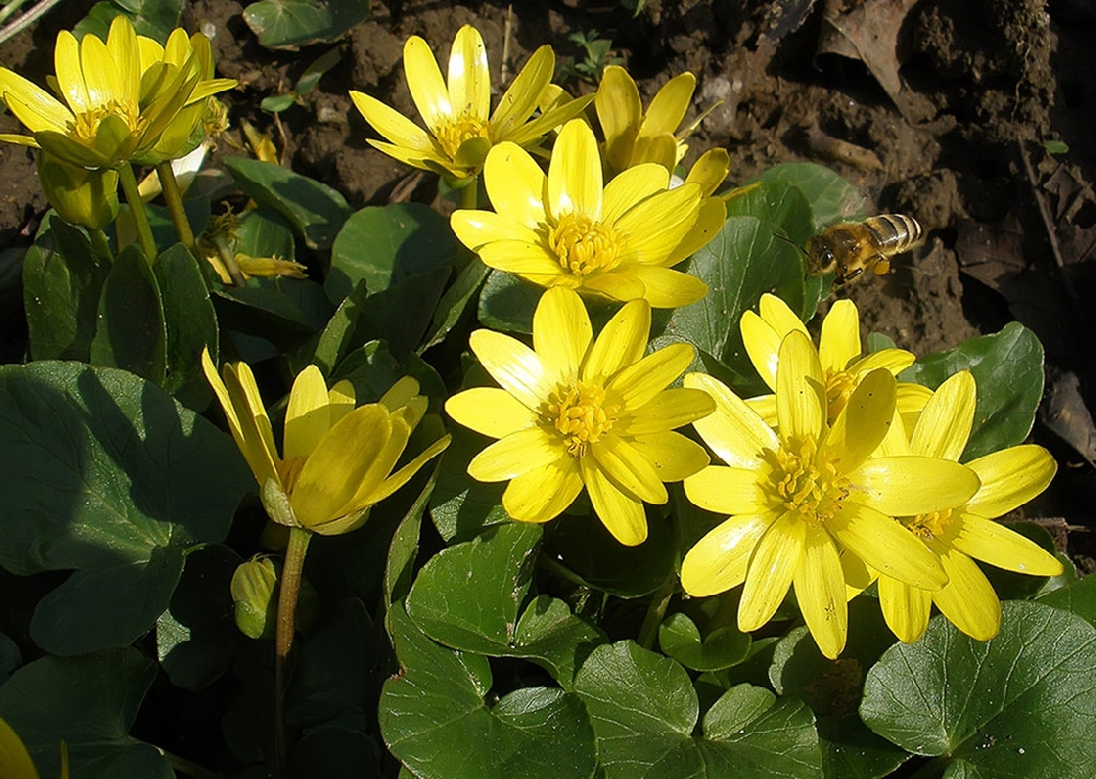 Желтые цветы весной (55 фото)