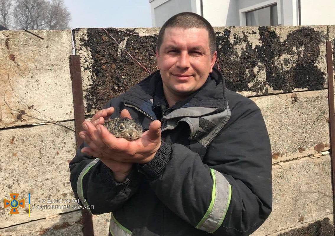В Запорожье во время тушения пожара спасли зайчат (фото)